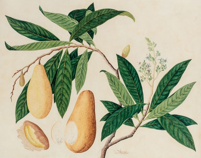 A Study of a Binjai (mangifera caesia)  | MasterArt